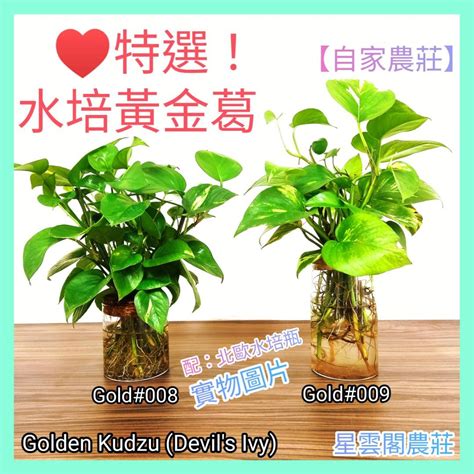 綠蘿植物|揭開綠蘿與黃金葛的神秘面紗：它們的差異與特性 – 植物盆栽綠寶典